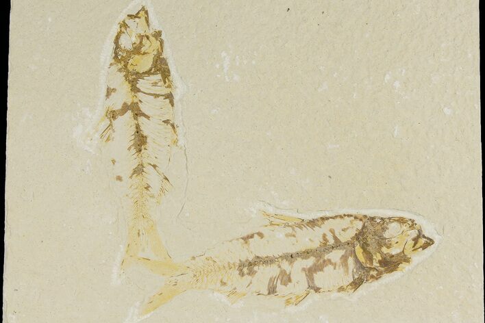 Two Detailed Fossil Fish (Knightia) - Wyoming #177325